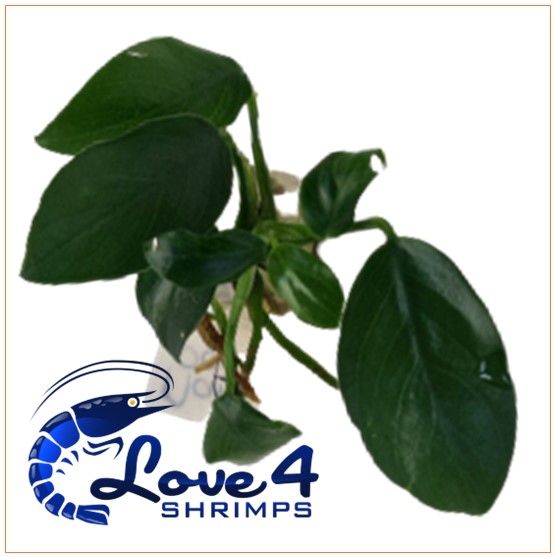 Love 4 Shrimps