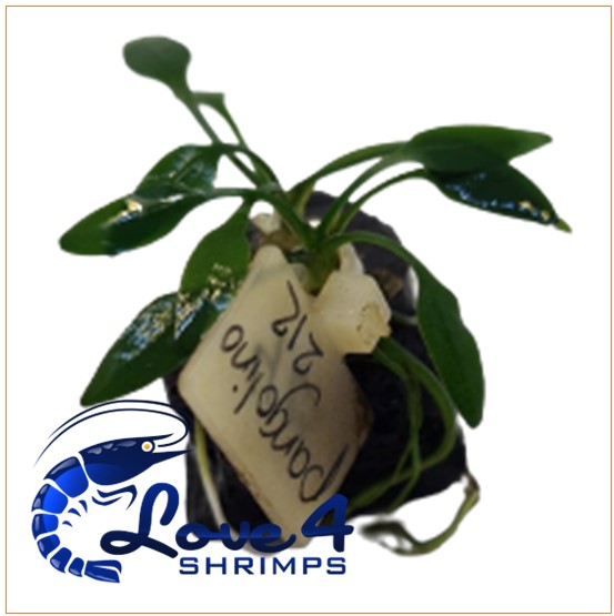 Love 4 Shrimps