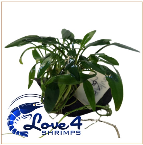 Love 4 Shrimps