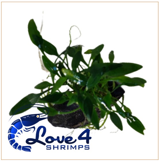 Love 4 Shrimps