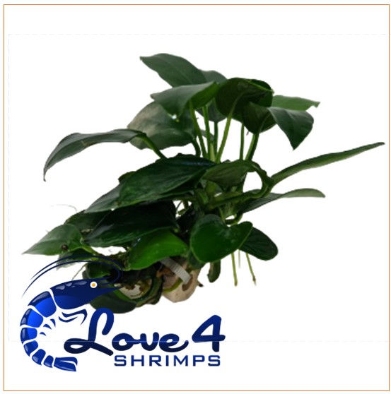 Love 4 Shrimps