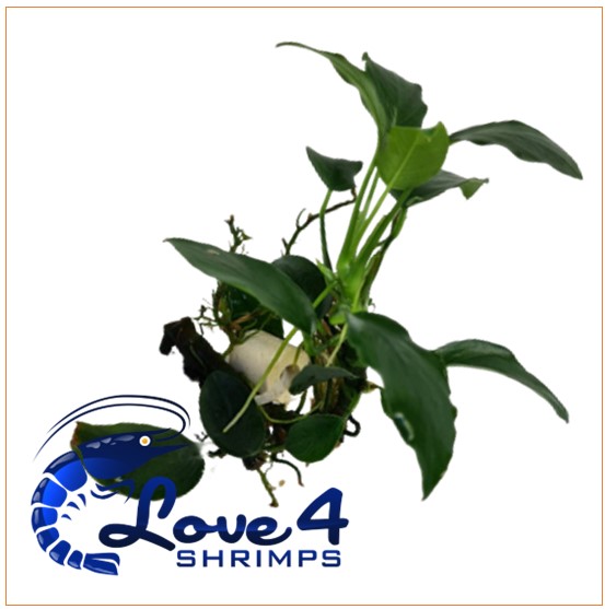 Love 4 Shrimps