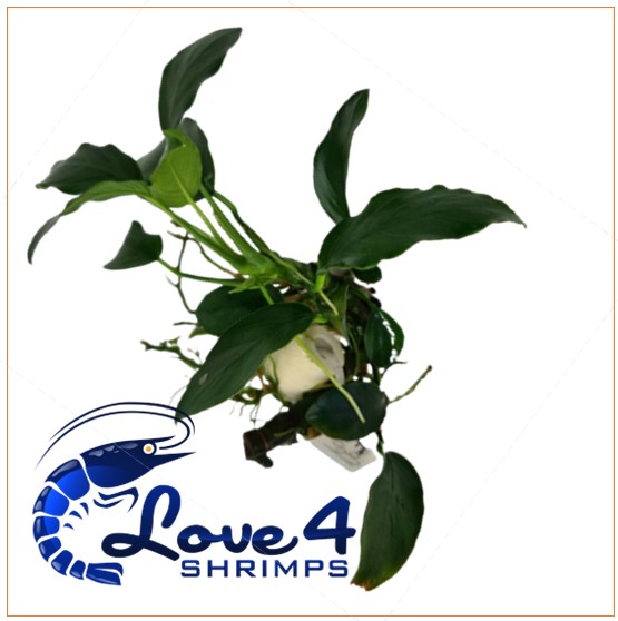 Love 4 Shrimps
