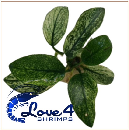 Love 4 Shrimps
