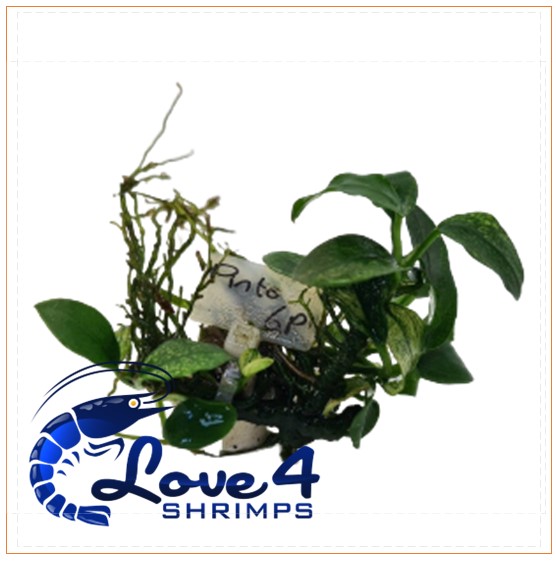 Love 4 Shrimps