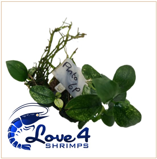 Love 4 Shrimps