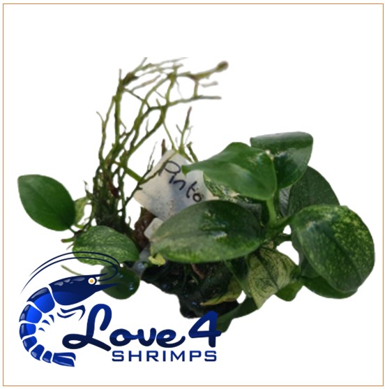 Love 4 Shrimps