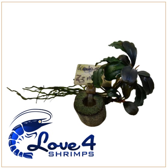 Love 4 Shrimps