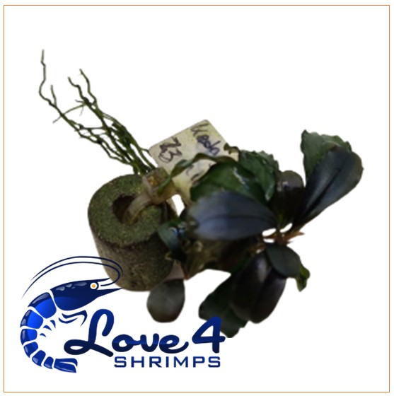 Love 4 Shrimps