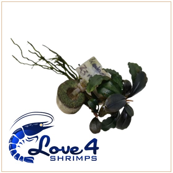 Love 4 Shrimps