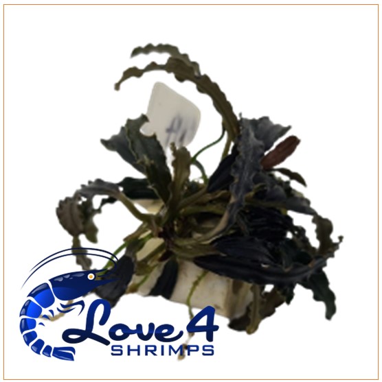 Love 4 Shrimps