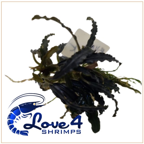 Love 4 Shrimps