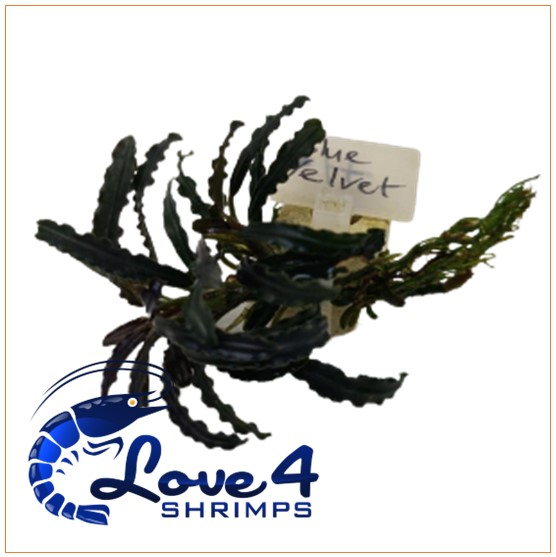 Love 4 Shrimps