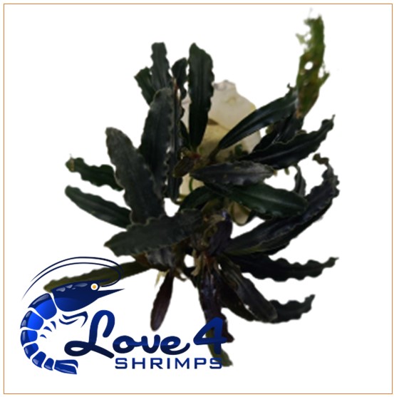 Love 4 Shrimps