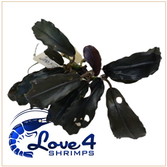 Love 4 Shrimps