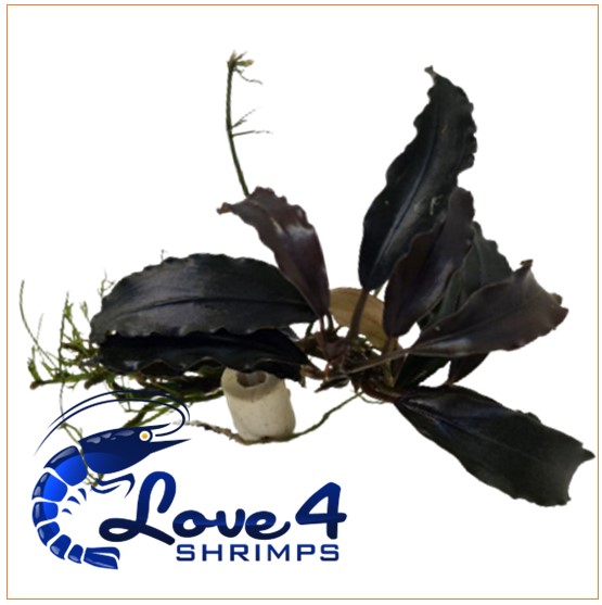 Love 4 Shrimps