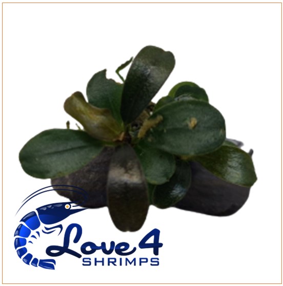 Love 4 Shrimps