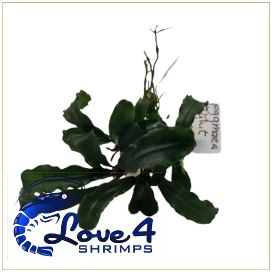 Love 4 Shrimps