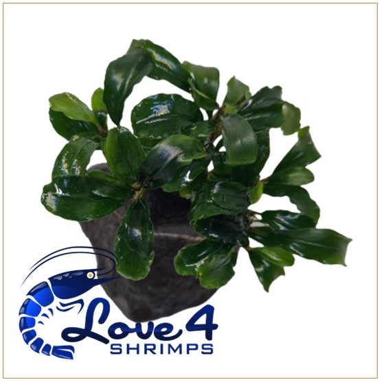 Love 4 Shrimps