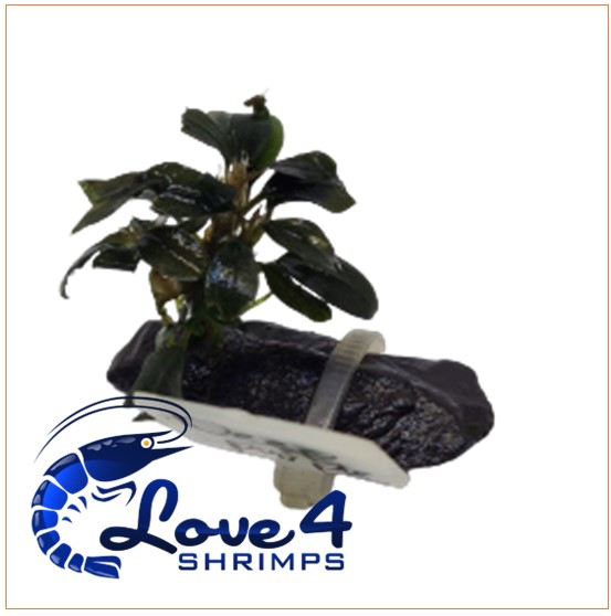 Love 4 Shrimps