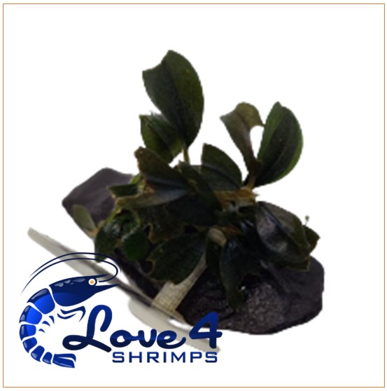 Love 4 Shrimps