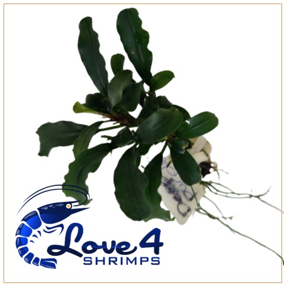 Love 4 Shrimps