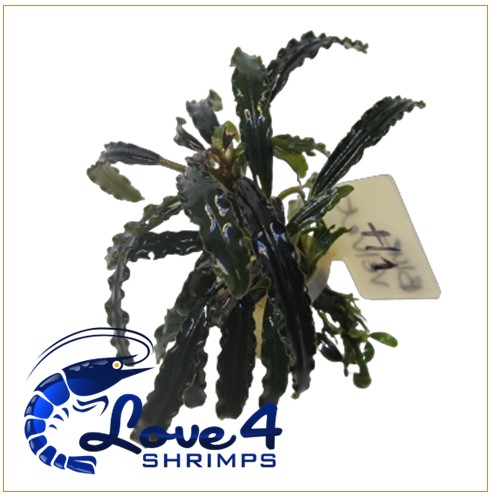 Love 4 Shrimps