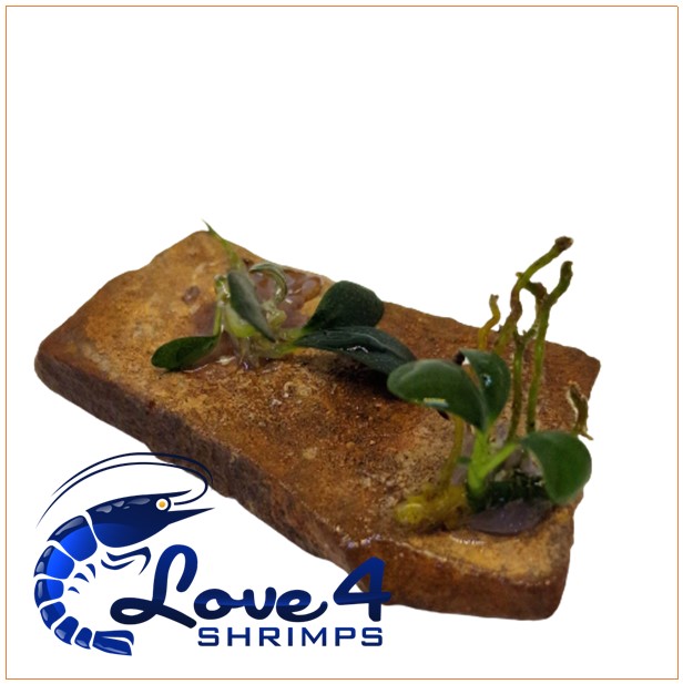 Love 4 Shrimps