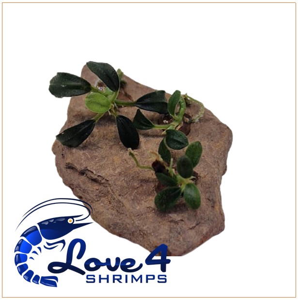 Love 4 Shrimps