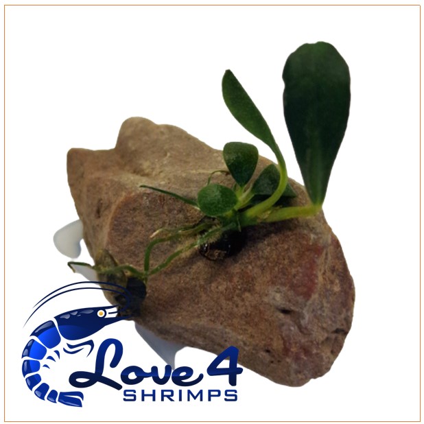 Love 4 Shrimps