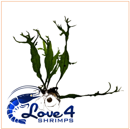 Love 4 Shrimps