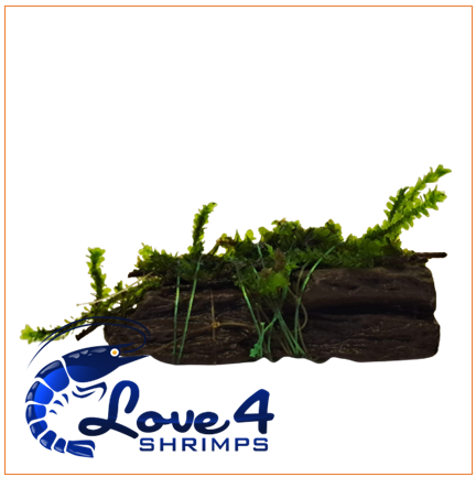 Love 4 Shrimps