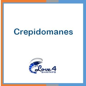 Crepidomanes