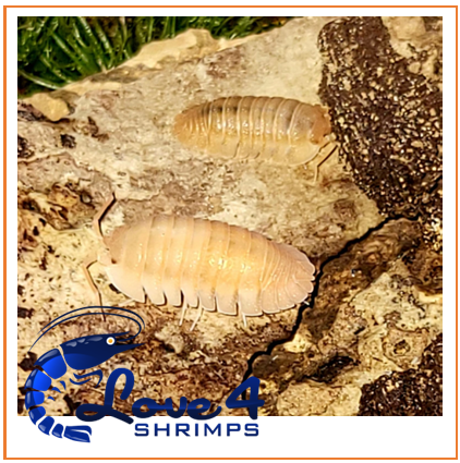 Love 4 Shrimps