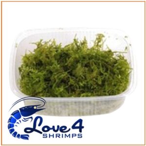 Alternative view of Vesicularia Montagnei "Christmas Moss"