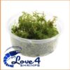Vesicularia Montagnei "Christmas Moss"