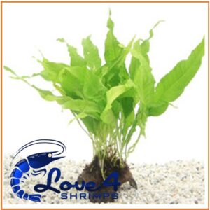 3-gaats kokosnoot met Microsorum Sp.